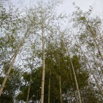 Dream Forest Seoul bamboo