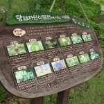 Seoul Iris Garden