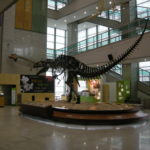 Seodaemun Museum of Natural History (13)
