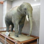 Seodaemun Museum of Natural History (14)