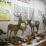 Seodaemun Museum of Natural History (59)