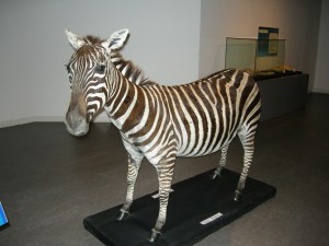 Zebra in Korea