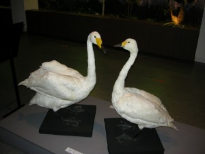 Swan in Korea