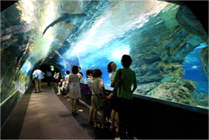 coex aquarium