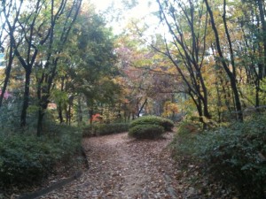 Cheongdam Park Seoul