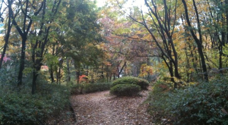 Cheongdam Park Seoul