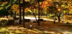 Dosan Park Seoul